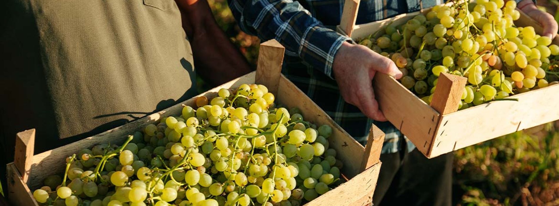 Agristaffing alla Fiera LUV 2024: Innovazione e Sostenibilità nella Filiera dell’Uva da Tavola