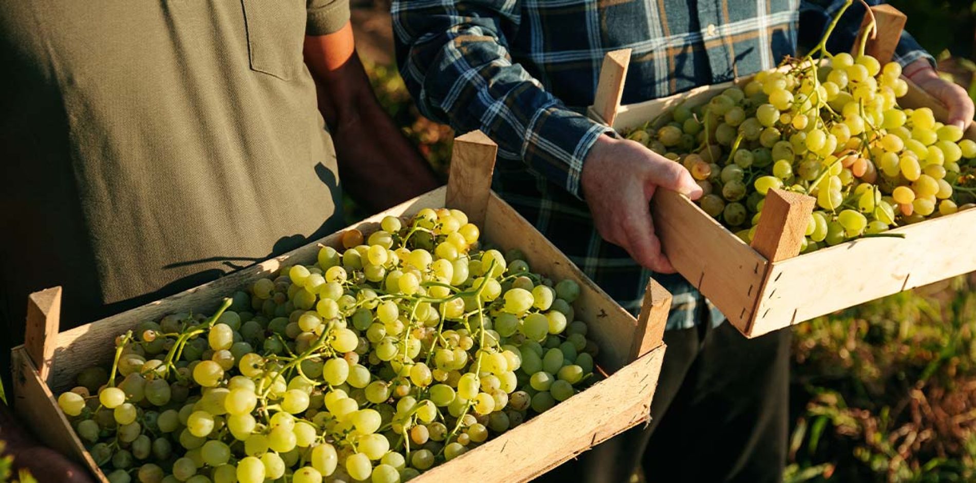 Agristaffing alla Fiera LUV 2024: Innovazione e Sostenibilità nella Filiera dell’Uva da Tavola