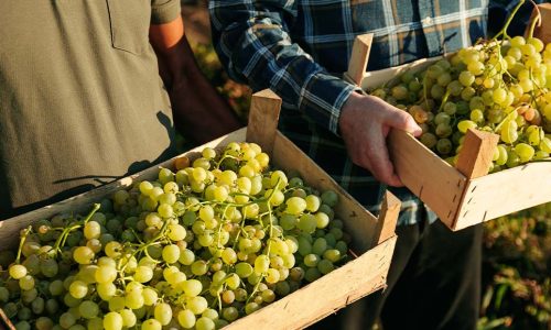 Agristaffing alla Fiera LUV 2024: Innovazione e Sostenibilità nella Filiera dell’Uva da Tavola