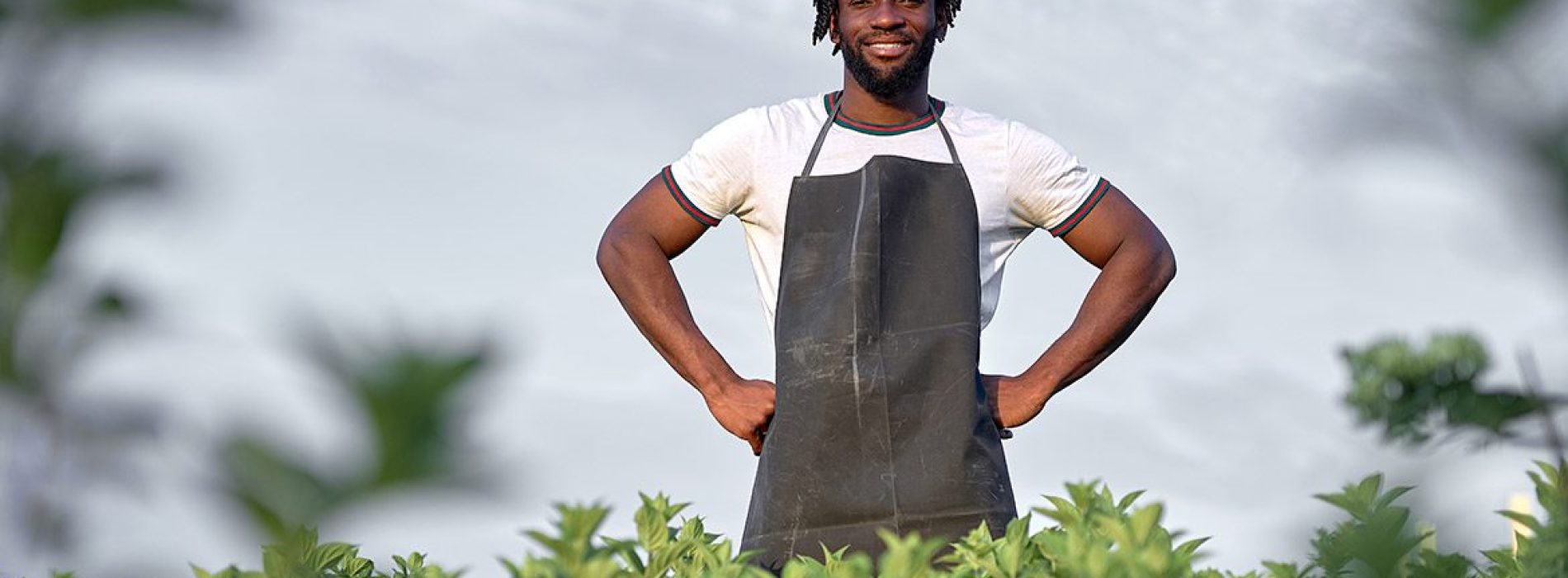 Indennità di Disoccupazione e ANF per Lavoratori dipendenti Agricoli 2024